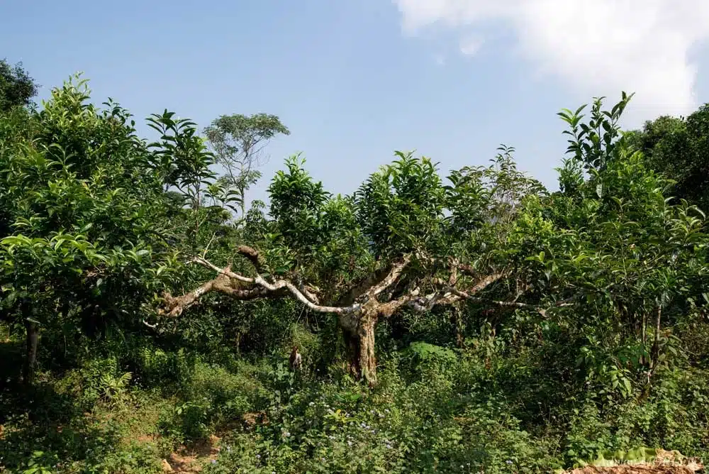 Un théier dans son environnement au Vietnam