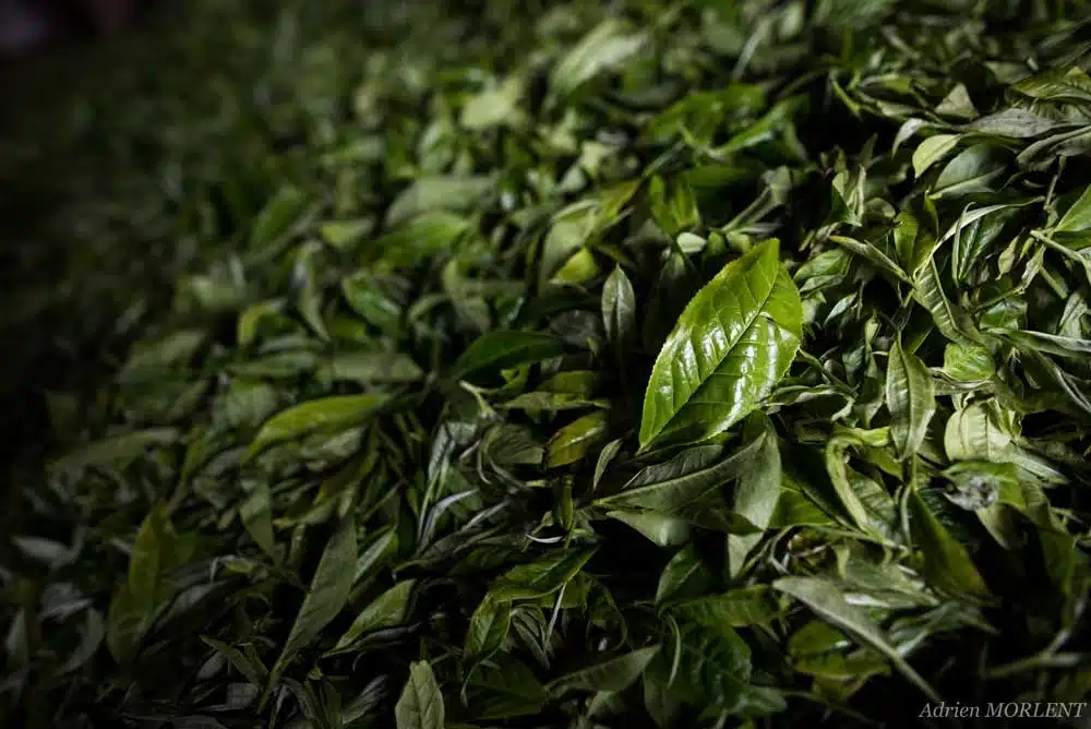 Feuilles fraîches de théier au Vietnam