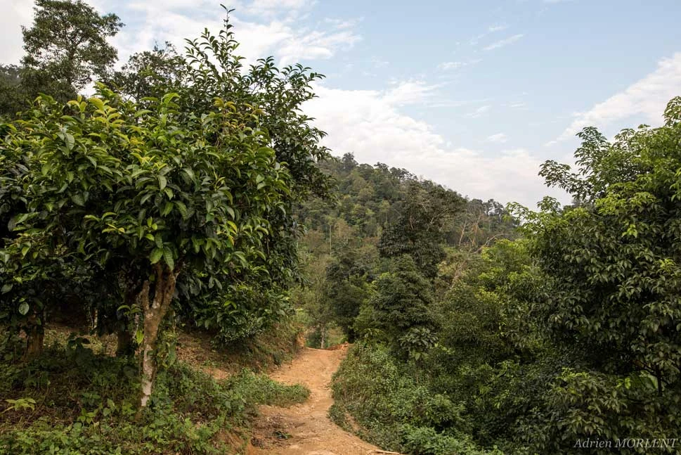 Paysage de théiers au Vietnam