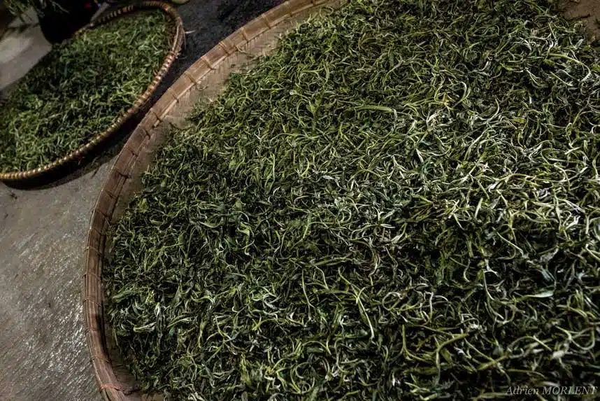 Feuilles de thé mises au repos au Vietnam